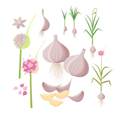 Garlic plant growing - infographic elements isolated on white background. Vector illustrations in flat design. Garlic Bulbs, cloves, flowers, seeds, ripe garlic - set of botanical drawings. clipart