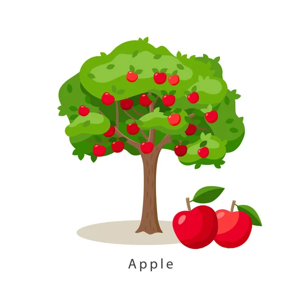 Apfelbaum-Vektorillustration in flachem Design isoliert auf weißem Hintergrund, Anbaukonzept, Baum mit Früchten und großen roten Äpfeln in der Nähe, Ernte-Infografik-Elemente. — Stockvektor