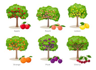 Beyaz arka planda izole edilmiş düz çizgi filmdeki meyve ağaçları çizimleri, meyve ağaçları tarım ikonları konsepti, vektör bilgi elementleri.