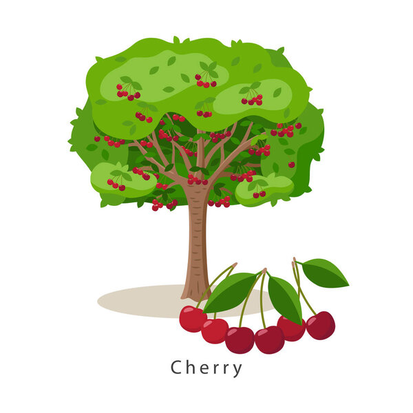 Cherry tree vector illustration in flat design isolated on white background, farming concept, tree with fruits and big ripe cherries near it, harvest infographic elements.