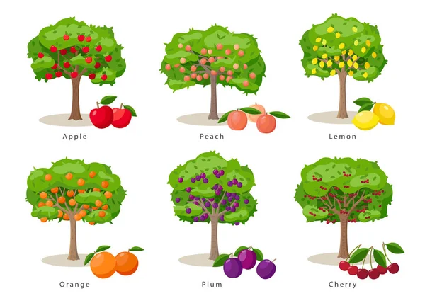 Drzewa owocowe zbiór ilustracji w płaskiej kreskówki gesign izolowane na białym tle, ikony drzew owocowych koncepcji gospodarstwa, wektorowe elementy infograficzne. — Wektor stockowy