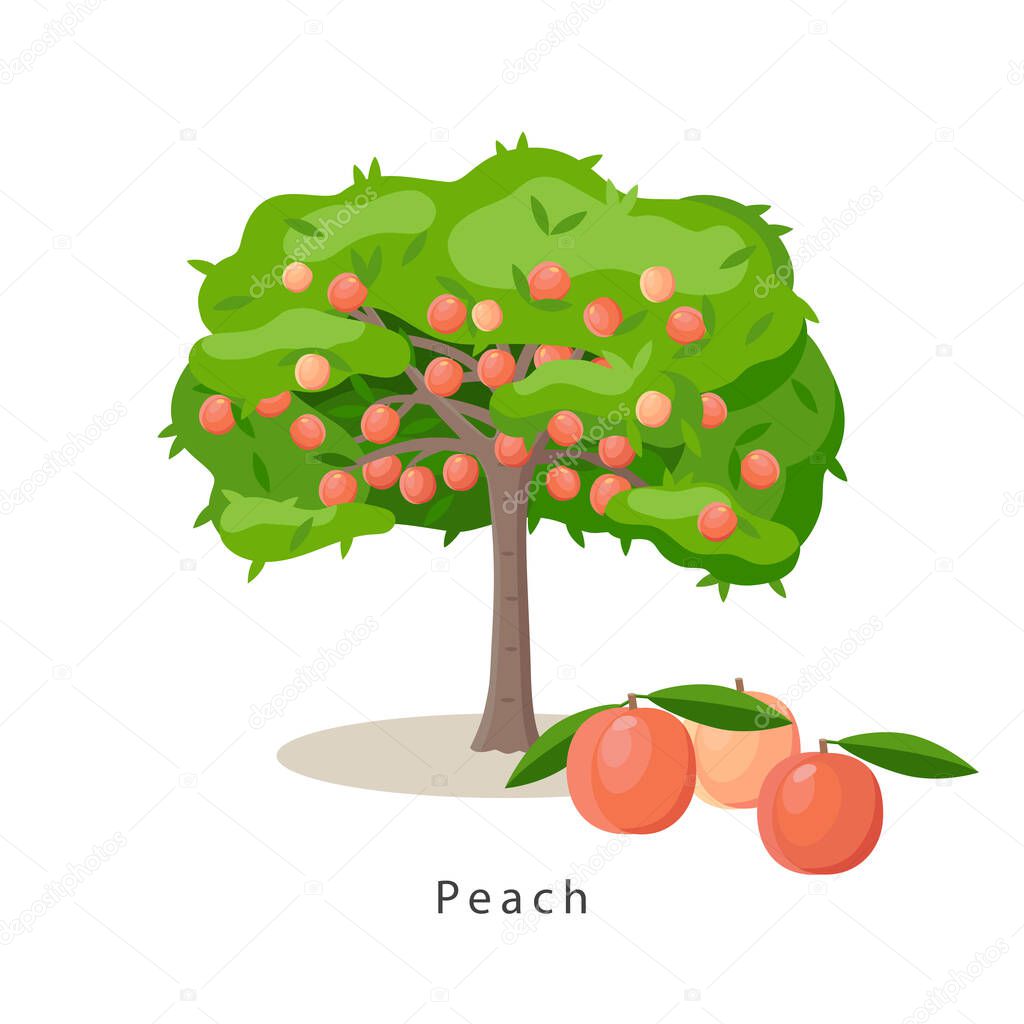 Peach tree vector illustration in flat design isolated on white background, farming concept, tree with fruits and big peaches near it, harvest infographic elements.