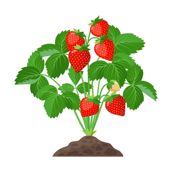 Truskawka rosnąca w glebie pełnej dojrzałych truskawek, czerwonych owoców i zielonych liści - wektorowa ilustracja botaniczna wyizolowana na białym tle. — Wektor stockowy