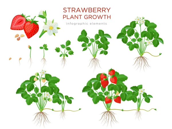 Φράουλα φυτά στάδια καλλιέργειας από σπόρους, σπορόφυτα, ανθοφορία, καρποφορία σε ένα ώριμο φυτό με ώριμα κόκκινα φρούτα - σύνολο βοτανογραφικών απεικονίσεων, infographic στοιχεία σε επίπεδη σχεδίαση που απομονώνονται σε λευκό — Διανυσματικό Αρχείο