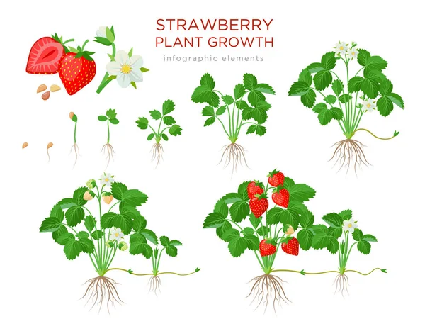 Jahodník pěstitelské etapy od semen, sazenice, květu, plody na zralou rostlinu se zralým červeným ovocem - soubor botanických ilustrací, infografické prvky v plochém provedení izolované na bílém — Stockový vektor