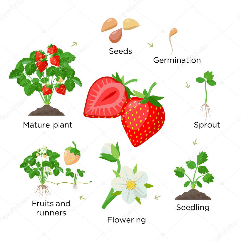 Strawberry plant growing stages from seeds, seedling, flowering, fruiting to a mature plant with ripe red fruits - set of botanical illustrations, infographic elements in flat design isolated on white