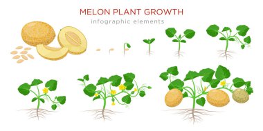 Melon plant growing stages from seeds, seedling, flowering, fruiting to a mature plant with ripe melons - set of botanical illustrations, infographic elements, flat design isolated on white background clipart
