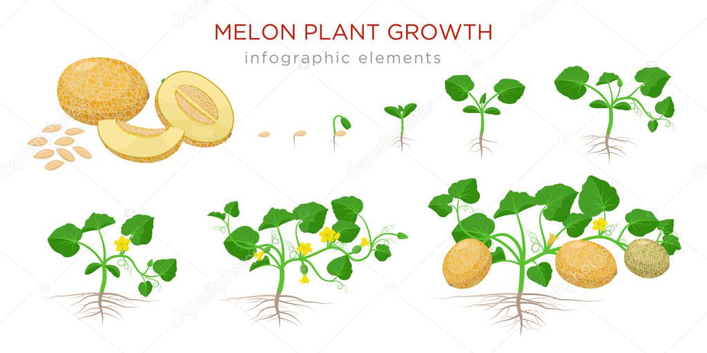 Melon plant growing stages from seeds, seedling, flowering, fruiting to a mature plant with ripe melons - set of botanical illustrations, infographic elements, flat design isolated on white background