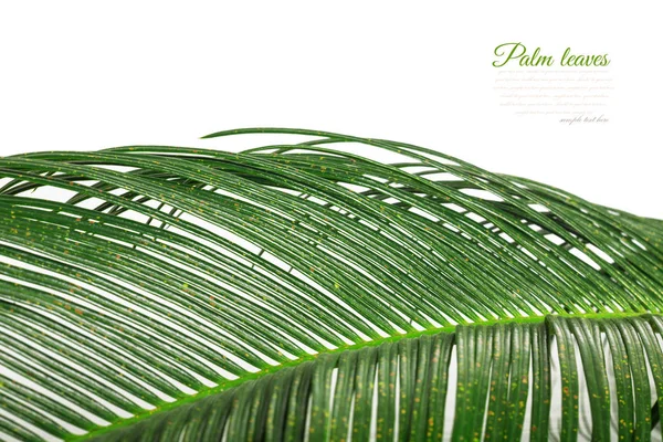 Palm leaf for your design