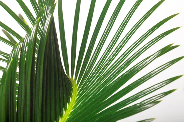 Palm leaf for your design