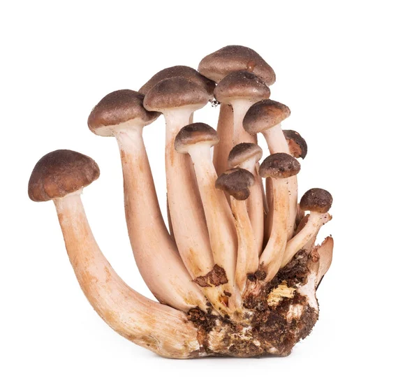 Mushrooms close-up. Honey agarics — Stock Image Mushrooms close-up. Honey agarics Stock Picture