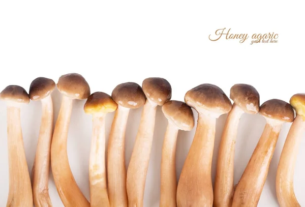 Mushrooms close-up. Honey agarics — Stock Image Mushrooms close-up. Honey agarics Stock Image