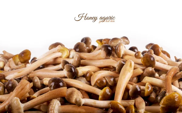 Mushrooms close-up. Honey agarics — Stock Image Mushrooms close-up. Honey agarics Royalty Free Stock Images