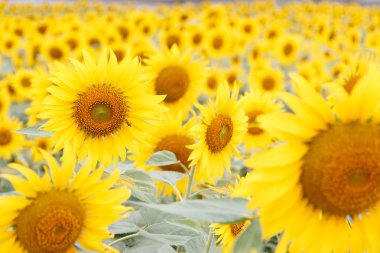 Çiçek açan ayçiçeği tarlası