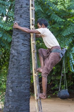 Birman çiftçi bir palmiye ağacı tırmanma