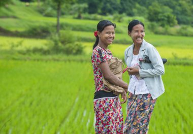 Bir pirinç alan Birmanya çiftçi 