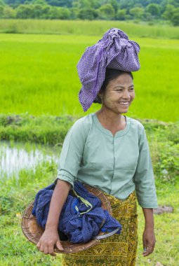 Bir pirinç alan, Birmanya çiftçi 