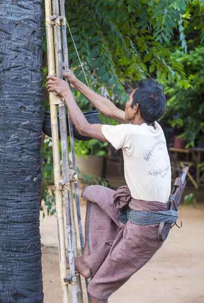 Granjero birmano trepando una palmera — Foto de Stock