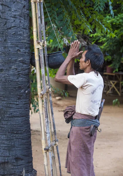 Birman çiftçi bir palmiye ağacı tırmanma — Stok fotoğraf