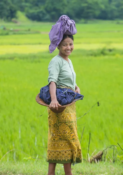 Bir pirinç alan, Birmanya çiftçi 
