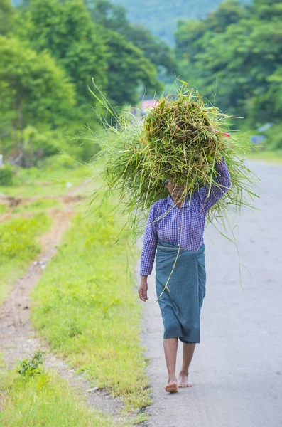 Myanmar Birmanya çiftçi