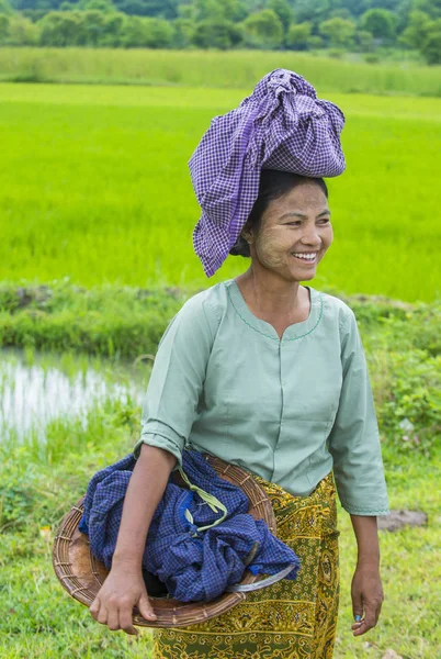 Bir pirinç alan, Birmanya çiftçi 