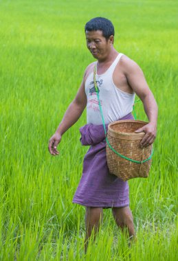 Bir pirinç alan, Birmanya çiftçi 