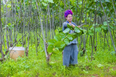 Myanmar Birmanya çiftçi