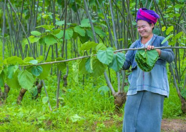 Myanmar Birmanya çiftçi