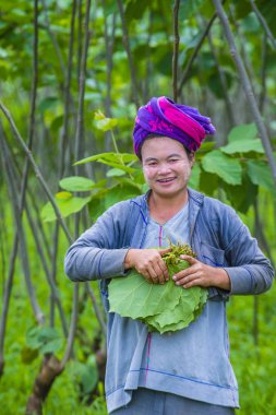 Myanmar Birmanya çiftçi