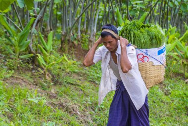 Myanmar Birmanya çiftçi