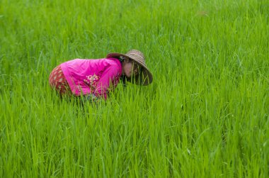 Bir pirinç alan, Birmanya çiftçi 