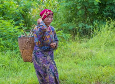 Myanmar Birmanya çiftçi