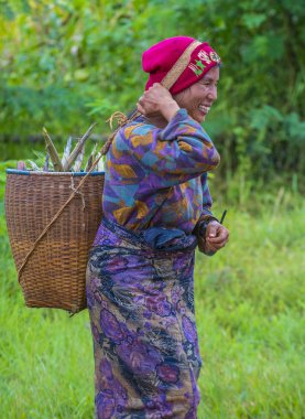 Myanmar Birmanya çiftçi