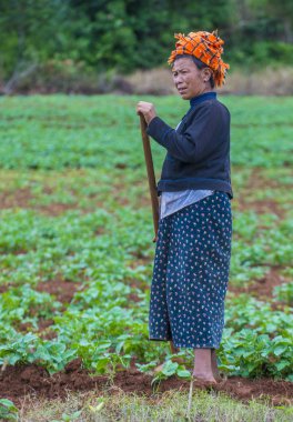 Myanmar Birmanya çiftçi