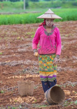 Myanmar Birmanya çiftçi