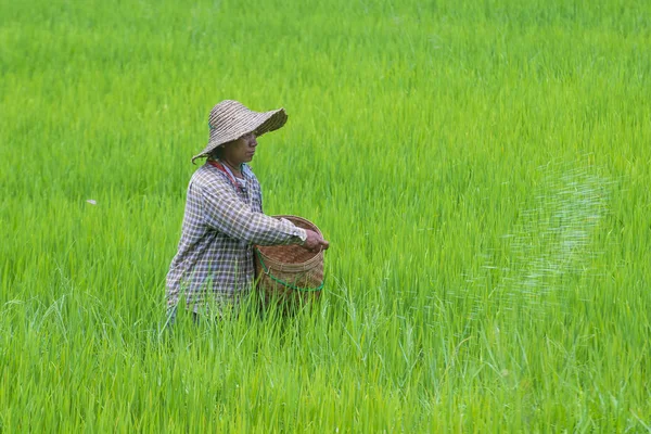 Burmese farmer at a rice field — Stock Photo, Image