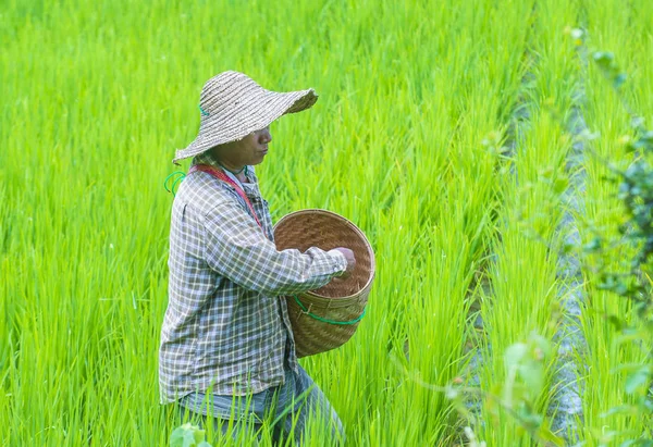 Burmese farmer at a rice field — Stock Photo, Image