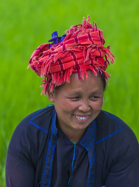 Bir pirinç alan, Birmanya çiftçi 