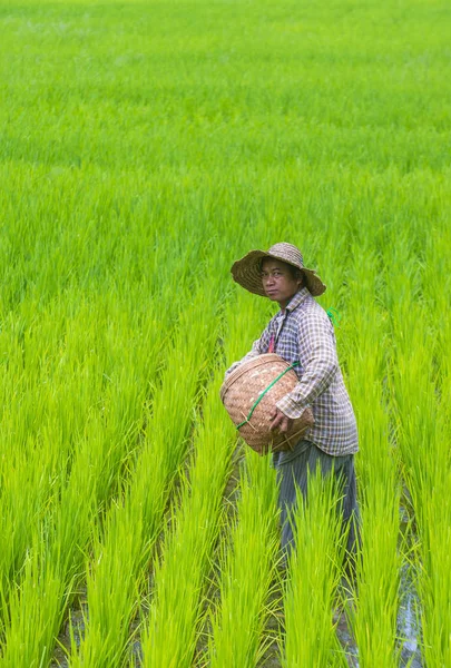 Burmese farmer at a rice field — Stock Photo, Image