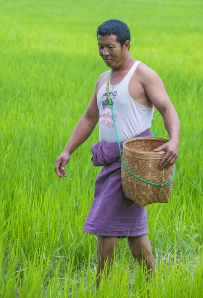 Bir pirinç alan, Birmanya çiftçi 