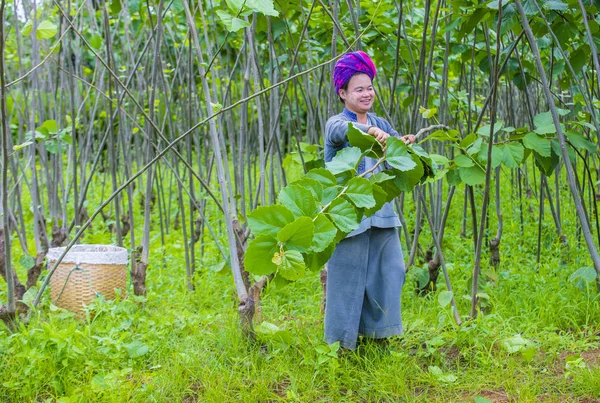 Myanmar Birmanya çiftçi