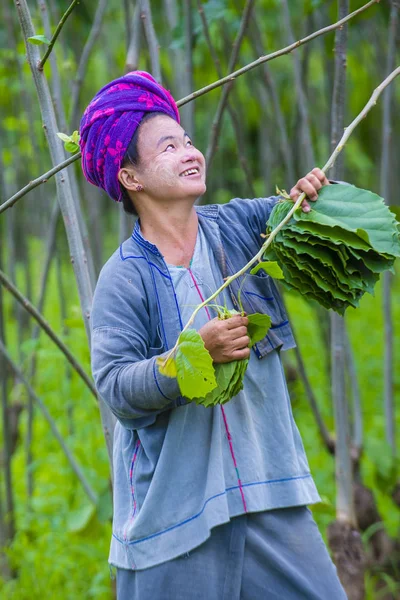 Myanmar Birmanya çiftçi