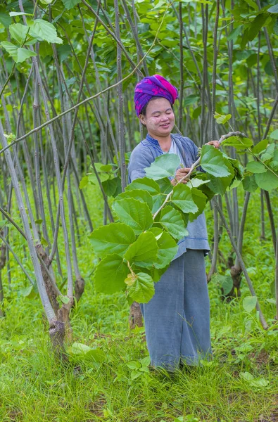 Myanmar Birmanya çiftçi