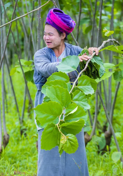 Myanmar Birmanya çiftçi
