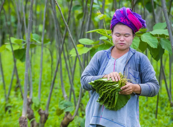 Myanmar Birmanya çiftçi