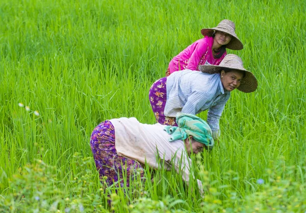 Burmesische Bauern auf einem Reisfeld — Stockfoto