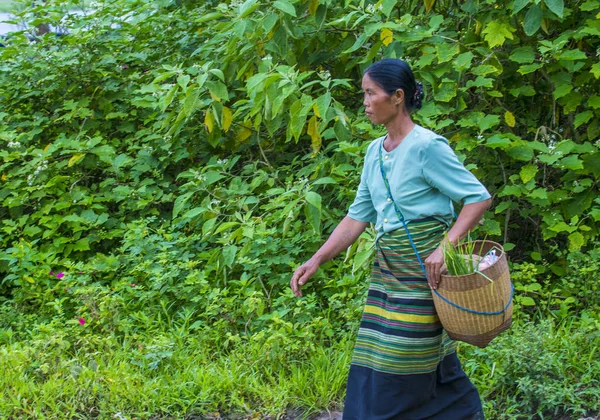 Burmese farmer in Myanmar — Stock Photo, Image