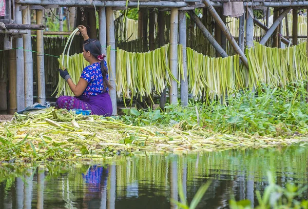 Inle Gölü Myanmar kayan Bahçe 