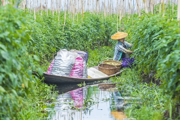 Inle Gölü Myanmar kayan Bahçe 